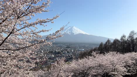 stunning wide open panorama view over mt. fuji with cherry blossoms