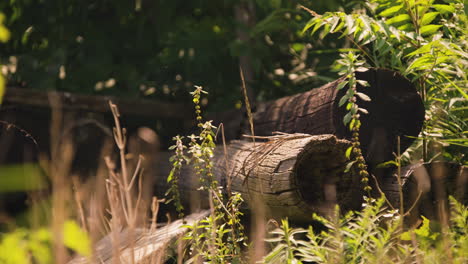 stacked pile of large wooden post logs abandoned in decrepit forest shade