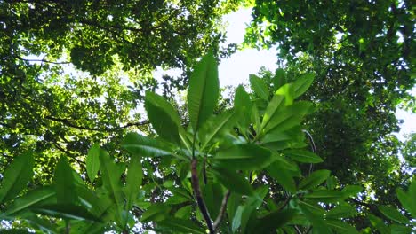 View-moving-under-tree-forest-in-summer-day-time-with-sunshine-through-the-tree-forest-in-4K-UHD-video-movie-footage-short