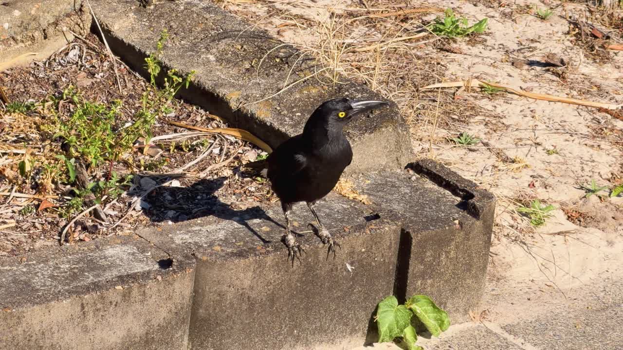 Pied Currawong stands and eats on concrete border in bright urban sunlight, minimal camera movement