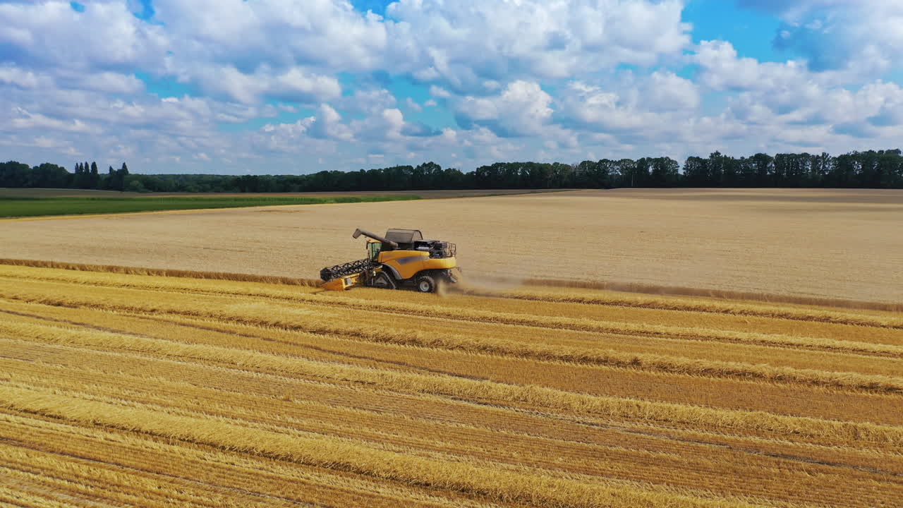 Side view of yellow combine gathering harvest in summer. Modern combine cutting ripe wheat on the golden field. Aerial view. Slow motion.