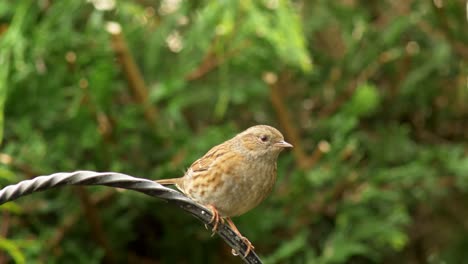 a dunnock flies in onto an iron post in search of food or kin