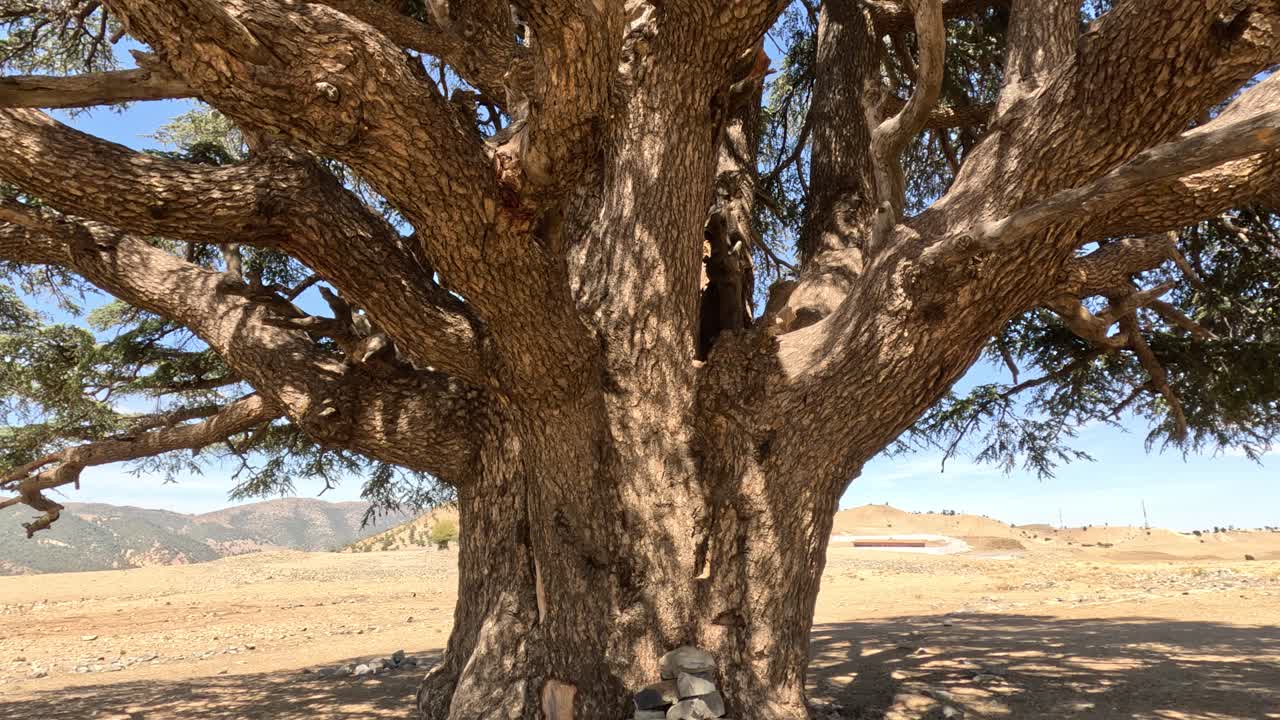시더 나무 의 가지 들 이 봄 의 숲 에서 움직이고 있다