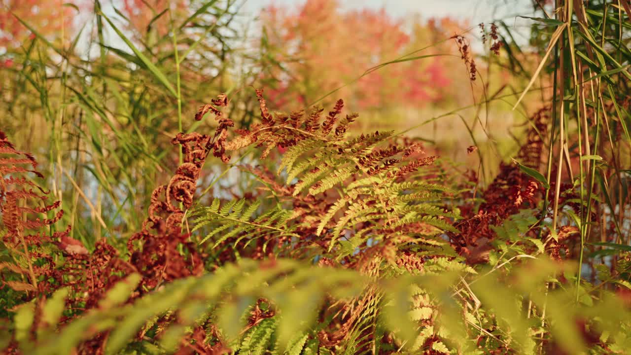 Golden ferns and autumn leaves in a sunlit forest clearing near water, North America, Quebec, Montreal, Canada.