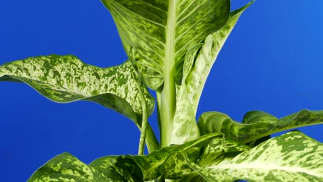 passing big jungle plant closeup on bluescreen