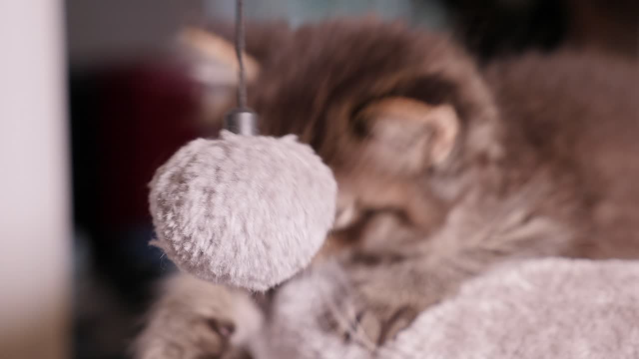 사랑스러운 작은 고양이 고양이 너무 귀엽다