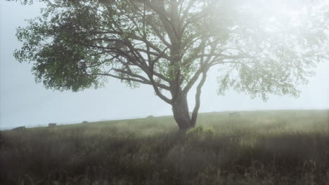 gran árbol en la sabana africana en el parque nacional de serengeti en tanzania