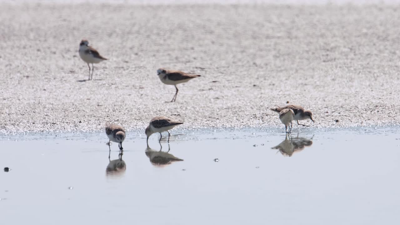 Running towards a small flock of plovers to join them feeding, Spoon-billed Sandpiper Calidris pygmaea, Thailand