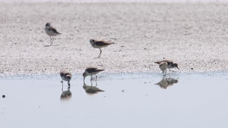 カリドリス・ピグメア (calidris pygmaea) タイ