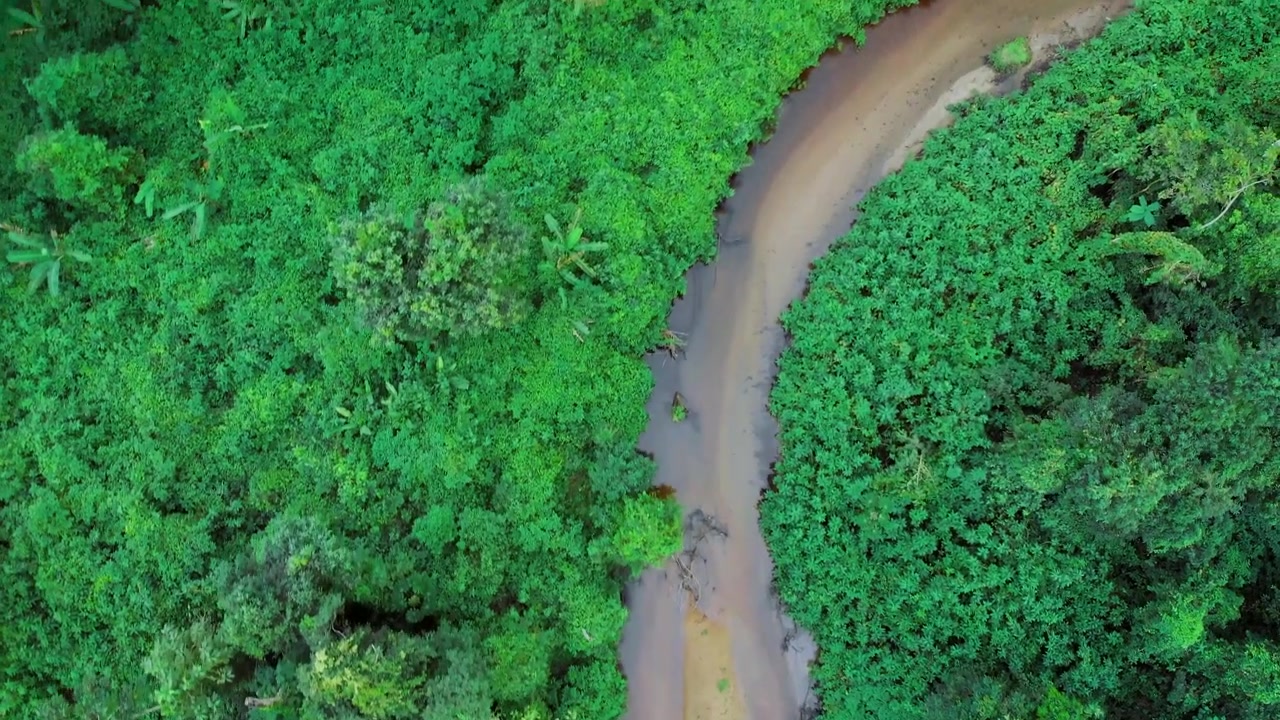 rainforest river from above