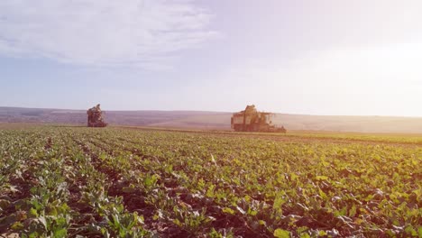 sugar beet root harvesting process, sunlight. 2 harvest machines