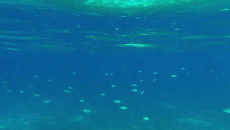 impresionante vista submarina de la colonia de peces besugo ensillados nadando en el entorno marino natural azul