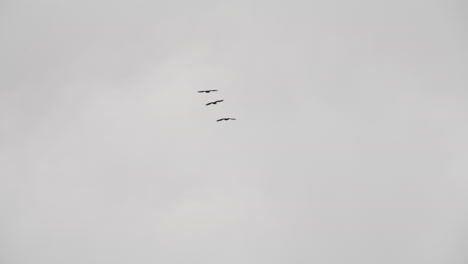 canada geese flying in harmony near idaho, usa - low angle shot