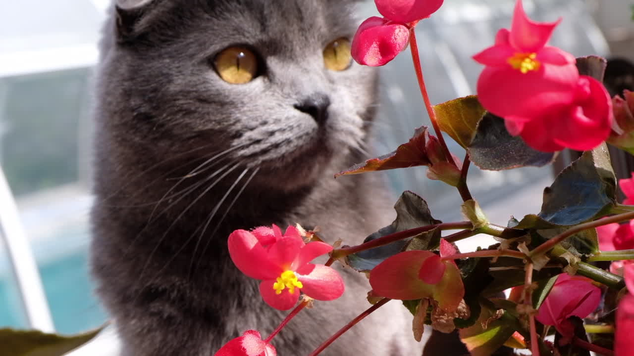 Close up of a British Shorthair cat near flowers in a garden