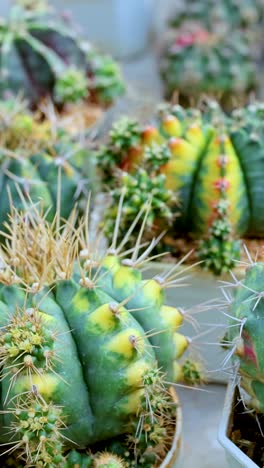 una vibrante colección de cactus en ollas, mostrando diversas formas y colores en un entorno de mercado