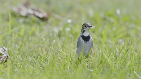 white wagtail searching for food flies in the