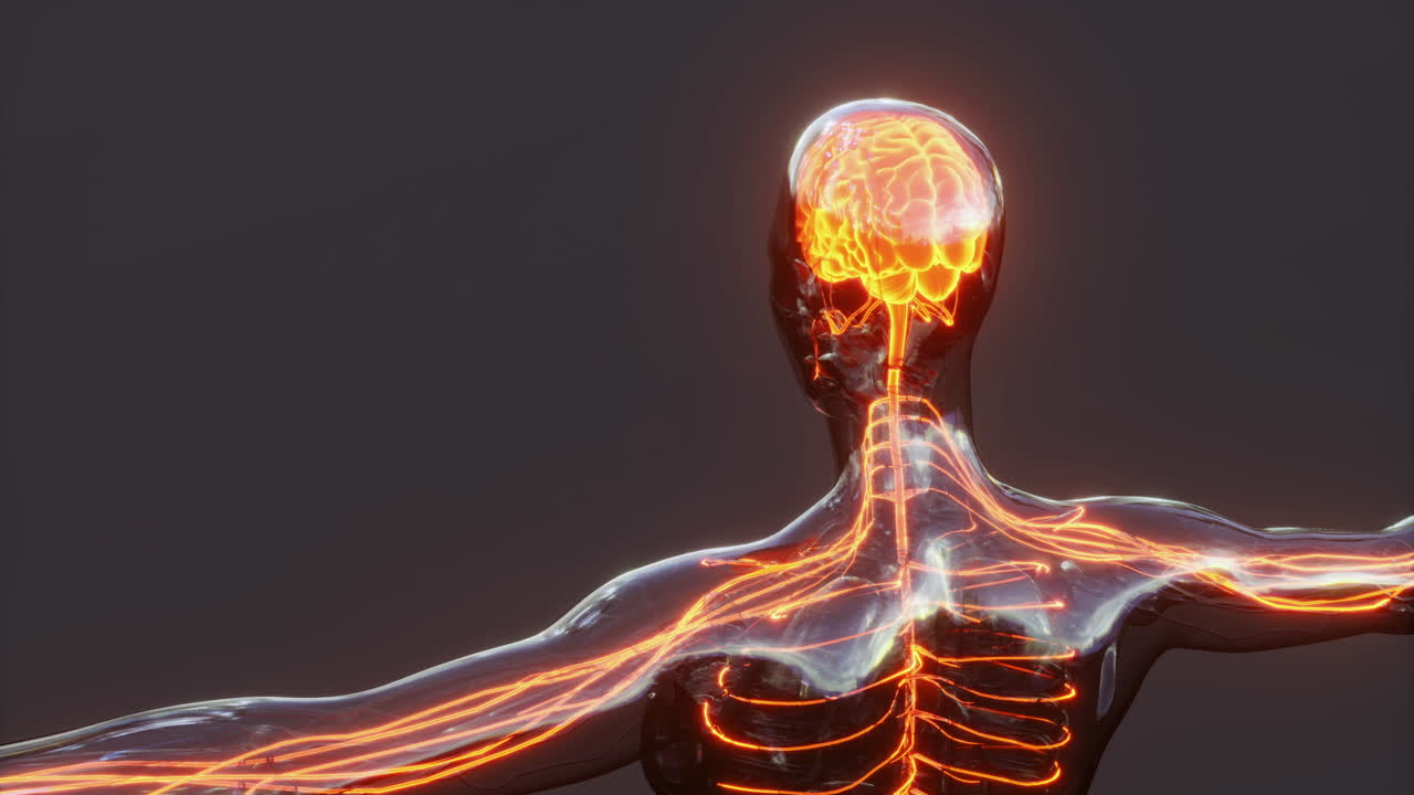 Zrozumienie anatomii mózgu poprzez złożone połączenia nerwowe i szlaki.