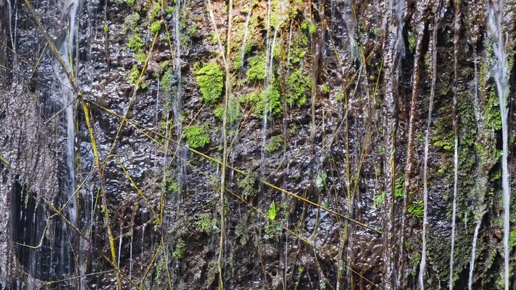 Sottili ruscelli d'acqua scorrono su rocce ricoperte di muschio in una foresta lussureggiante, luce naturale, scatto statico
