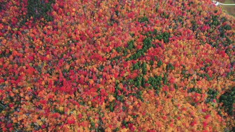 Vista-Aérea-De-La-Hoja-De-árbol-Roja,-Naranja,-Amarilla-Y-Verde-En-Un-Denso-Bosque-En-Otoño