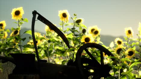 old vintage style scythe and sunflower field