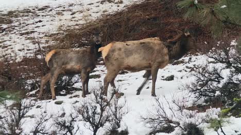 elk walking on snowy landscape at boise national forest in idaho, usa