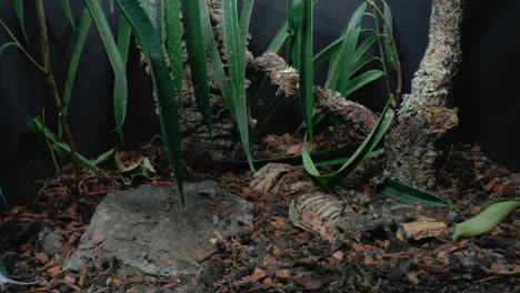 front close up view of walking tarantula