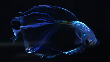 vibrant blue betta fish
