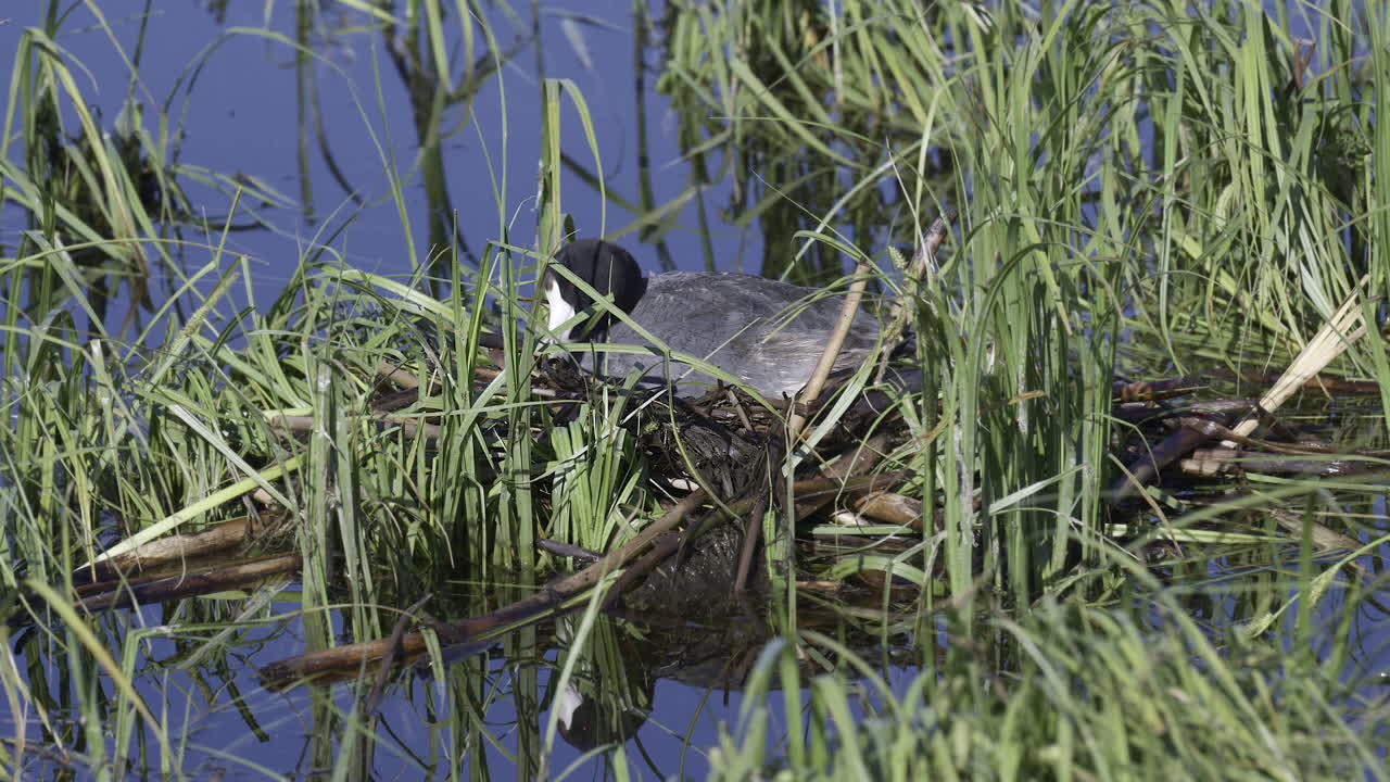 coot americano sentado y renovando el nido