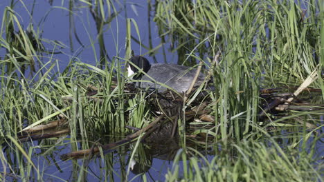 アメリカン・クート (american coot) は巣を修復している