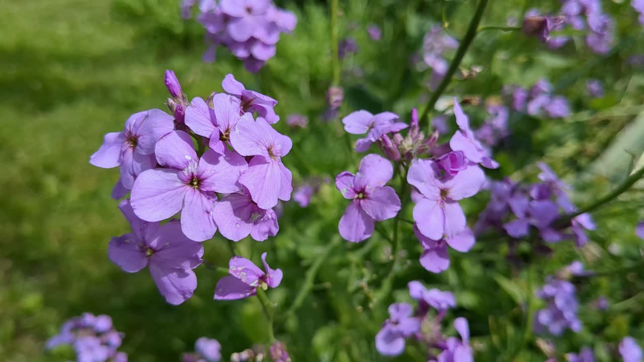 Sweet lilac flowers Hesperis matronalis, Dame's Rocket growing in park, close up