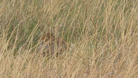 leopard playing with its prey in high grass baby lechwe will die soon as part of the food chain