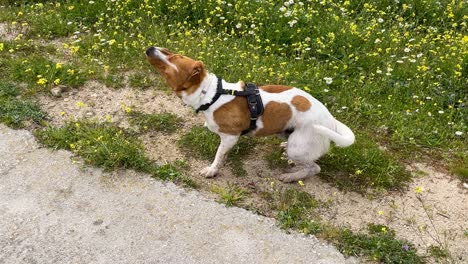 Filmaufnahmen-Eines-Weißen-Jack-Russell-Hund-Mit-Braunen-Flecken,-Der-Gerade-Aus-Dem-Wasser-Gekommen-Ist-Und-Sich-Mit-Dreck-Und-Gras-Bedeckt,-Um-Seinen-Geruch-Aufzusaugen