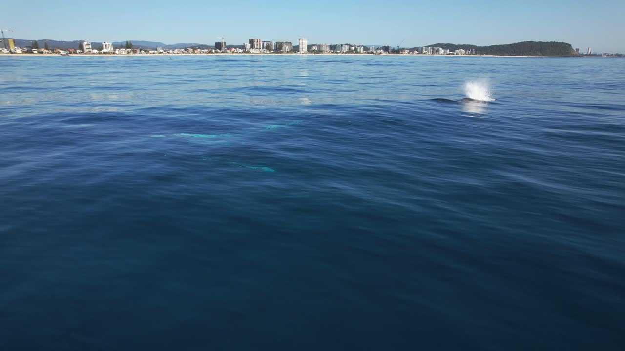 Humpback Whales Swimming In Beautiful Ocean In Palm Beach, Gold Coast, QLD, Australia - Drone Shot