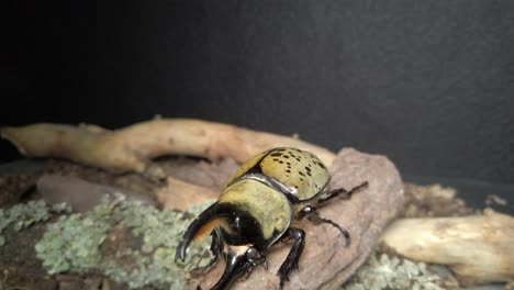 video de un dynastes hyllus, un escarabajo gigante mexicano