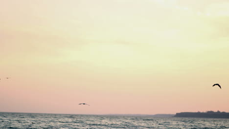 seagull with sunset in the background. seagulls are flying in the beautiful sunset