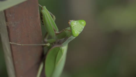 Praying-Mantis-Sits-On-Branch-In-The-Rainforest---macro