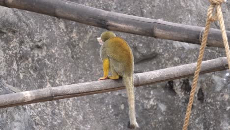 squirrel monkey sitting on bamboo pole while eating fruit in the zoo