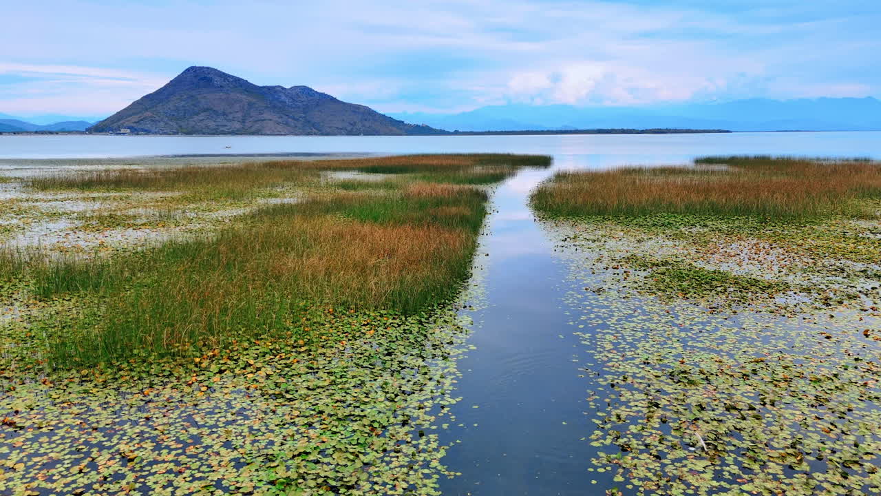 Weeds and water lilies grow in the river. A bare rock over the waterscape at backdrop. Aerial view. Montenegro