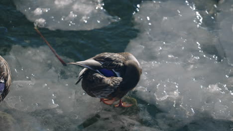 female mallard duck preening feathers on ice floating in lake in canada