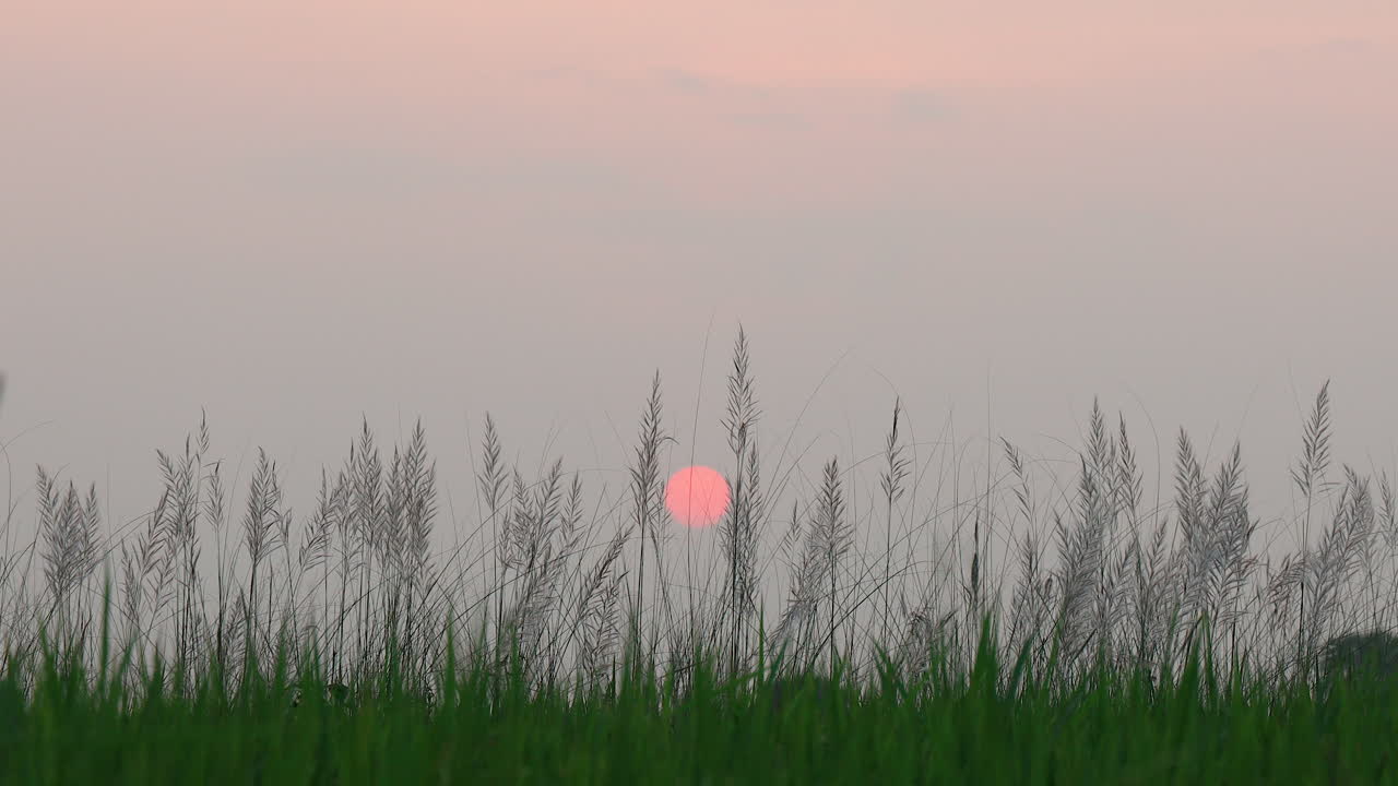들판에 있는 일반적인 갈대 풀 지팡이에 대한 아름다운 일몰