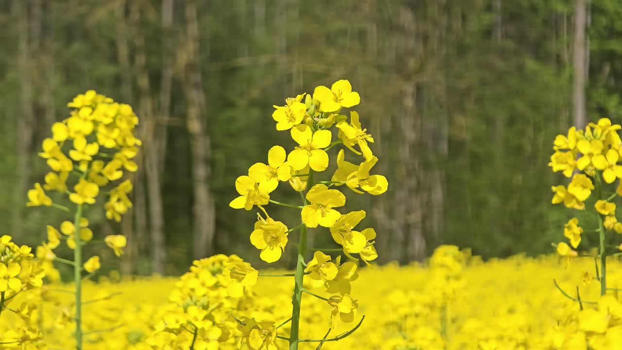 Field of golden rapeseed blossoms blowing in the breeze – blooming spring nature landscape