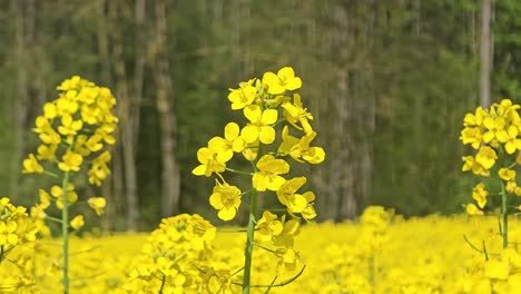 field of golden rapeseed blossoms blowing in the breeze – blooming spring nature landscape