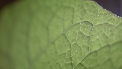 texture of lush green leaf.  - rack focus