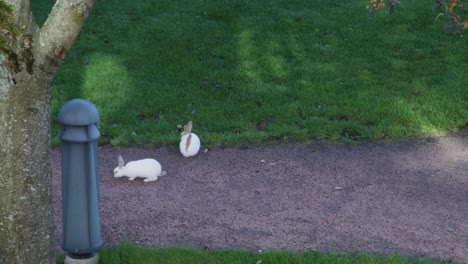 handheld wide shot of two cute little bunnies searching for food at a little park and then one of them disappears behind a grey pole