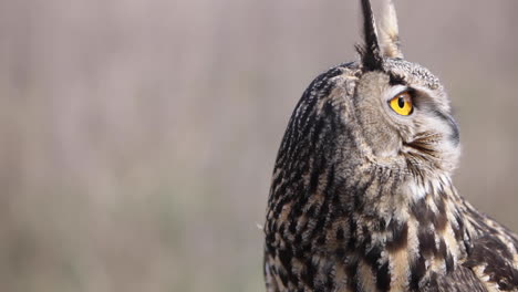 eagle owl looks down from tree perch