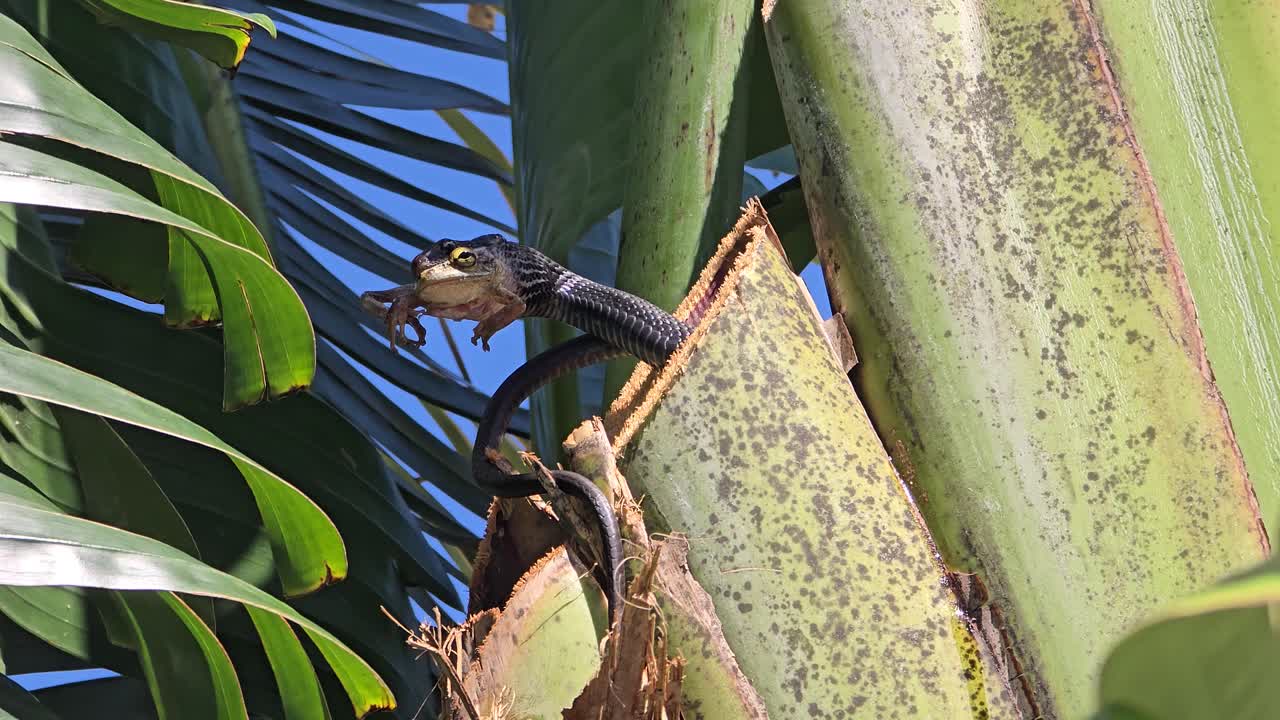 Snake winds around a tall palm trunk gripping a frog in its mouth, framed by wide green leaves and blue tropical sky in a vibrant natural setting.