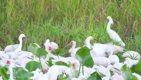 Ibis-Y-Garzas-En-El-Pantano-De-Los-Everglades-Durante-La-Estación-Seca