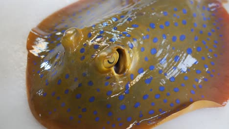 live-stingray-fish-resting-on-white-platform-breathing