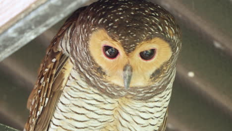 spotted wood owl bird's head close-up looking down inside enclosure of renaissance bali uluwatu resort, indonesia