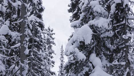 Trees-in-Banff-National-Park,-Winter,-4K